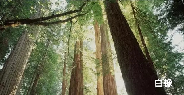 1000多橡木床靠谱嘛,三千买一个床