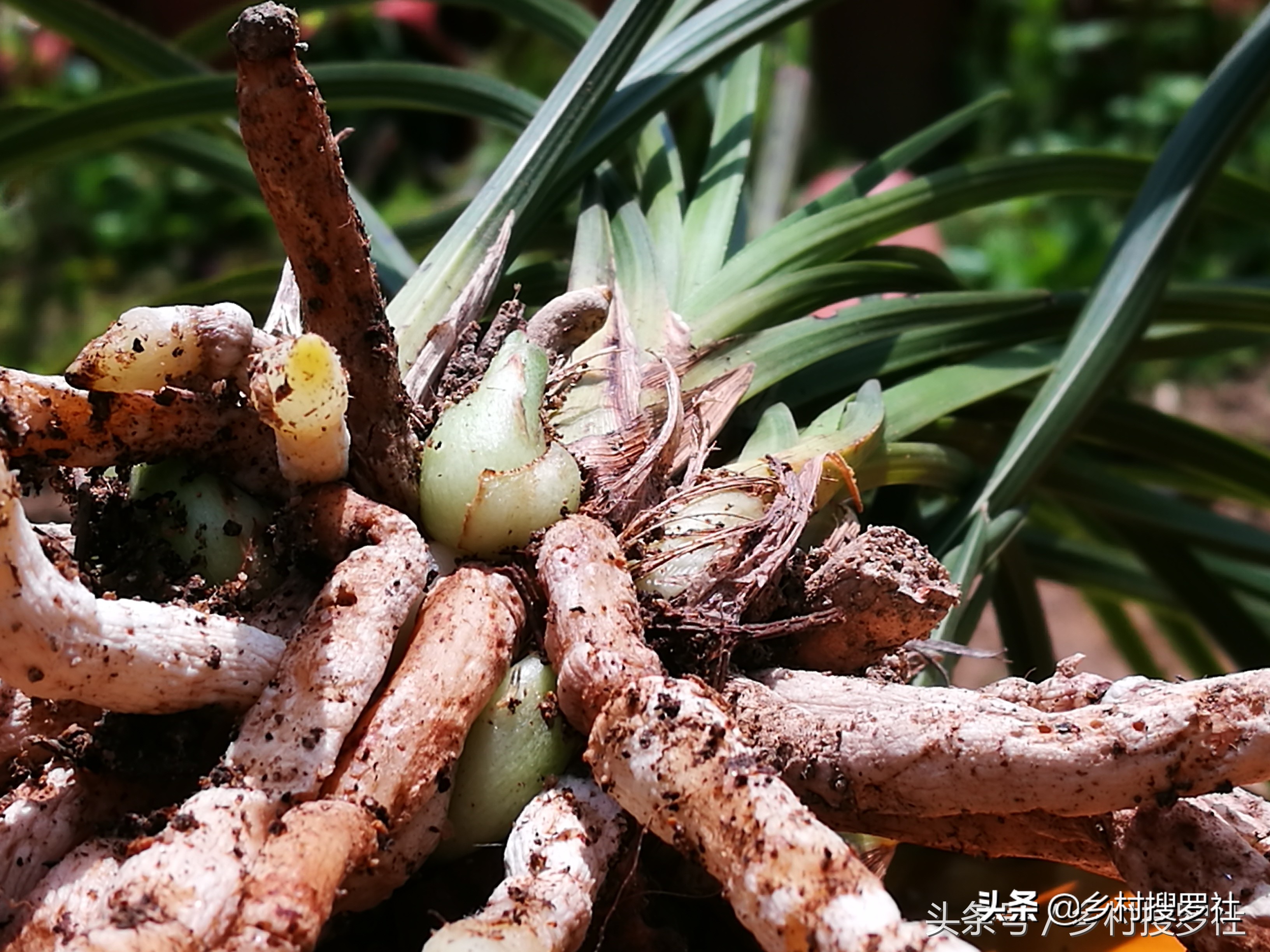 兰花不服盆的原因,为什么你的兰花总养死