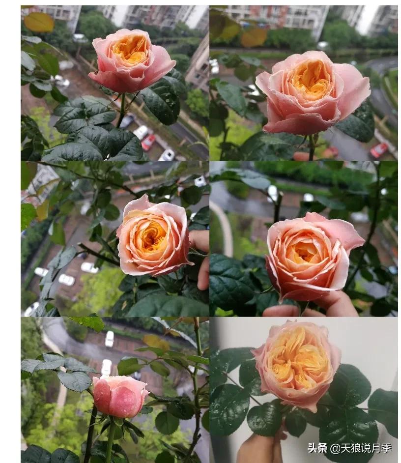 月季春季第一波花要不要剪,月季春季第一波花开后嫁接