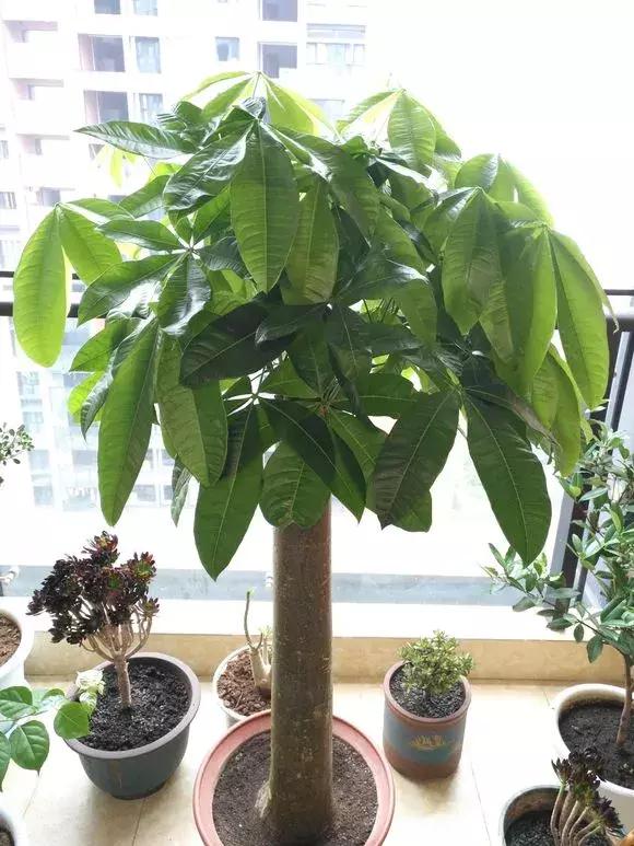 发财树不长新叶是怎么回事,发财树一直不长不高怎么办