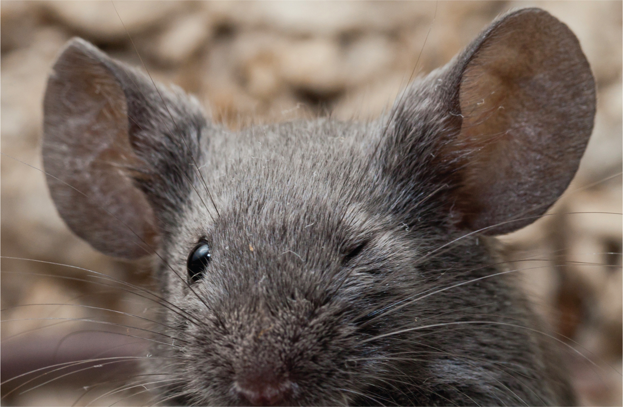 一天抓100只耗子,一天抓百来只田鼠