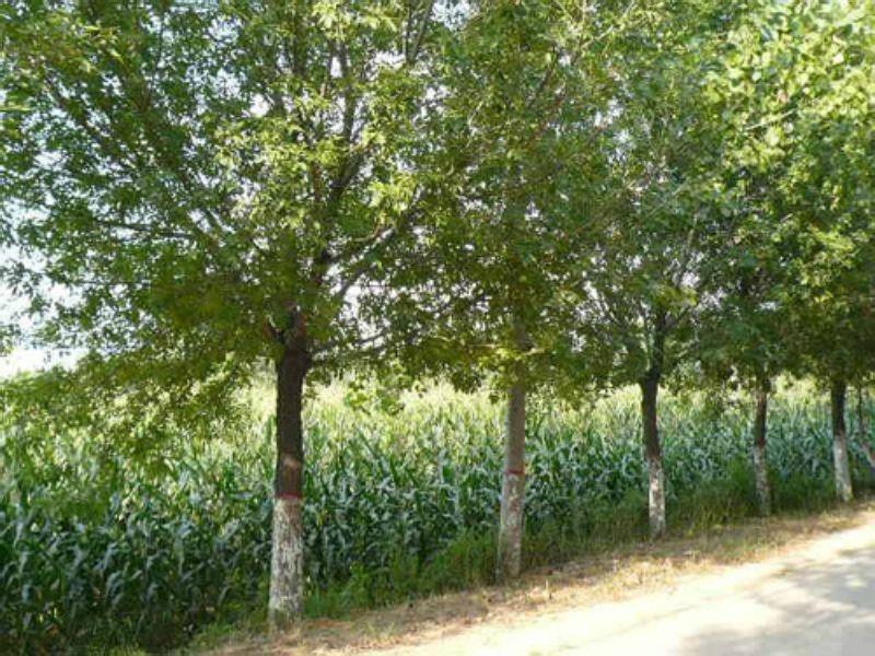 陶长柏：沙土地种出摇钱树，年收益七千万元，带领农户收获财富