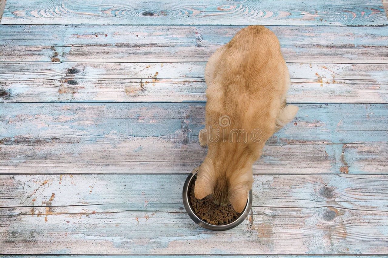 猫咪呕吐不吃饭没精神吃什么药,猫咪呕吐未消化完的食物怎么办