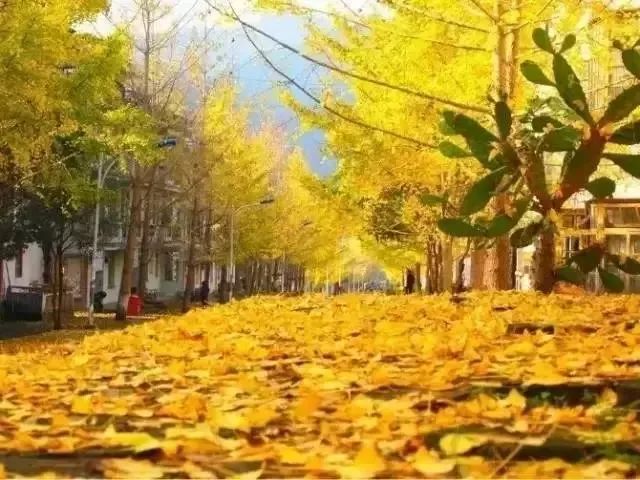 秋天最值得去的四个地方,秋天全部的风景