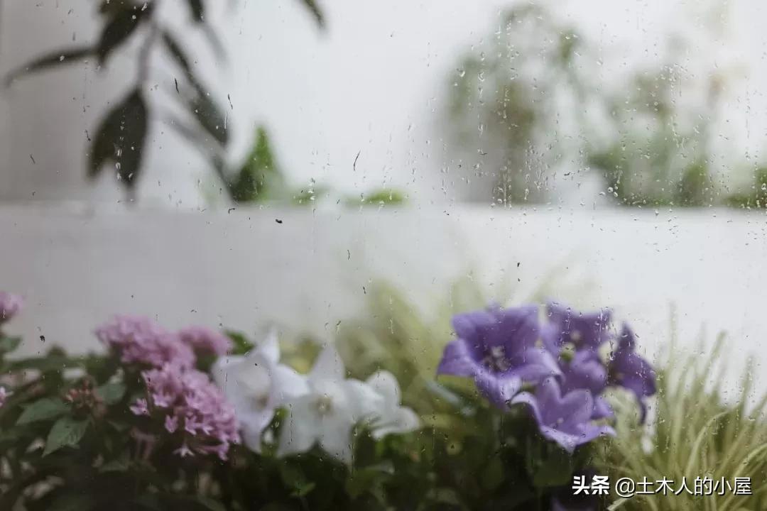 上海小桃园,她卖掉市区两套房子造花园