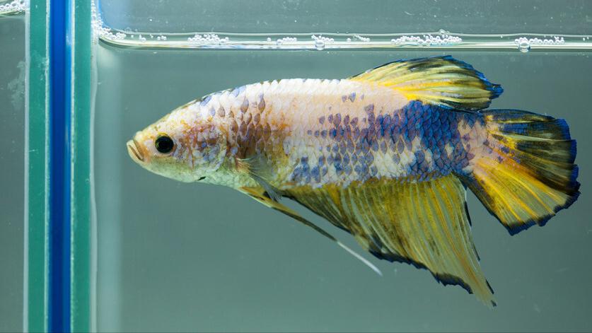 泰国斗鱼繁殖需要喂食吗,泰国斗鱼鱼苗多久可以开口喂食