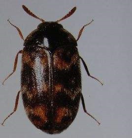 被虫子咬会中毒的虫子,有哪些虫子被咬会有危险