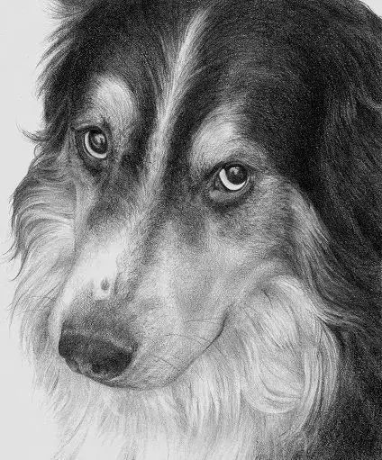 素描动物入门知识,素描动物简单入门教程狗