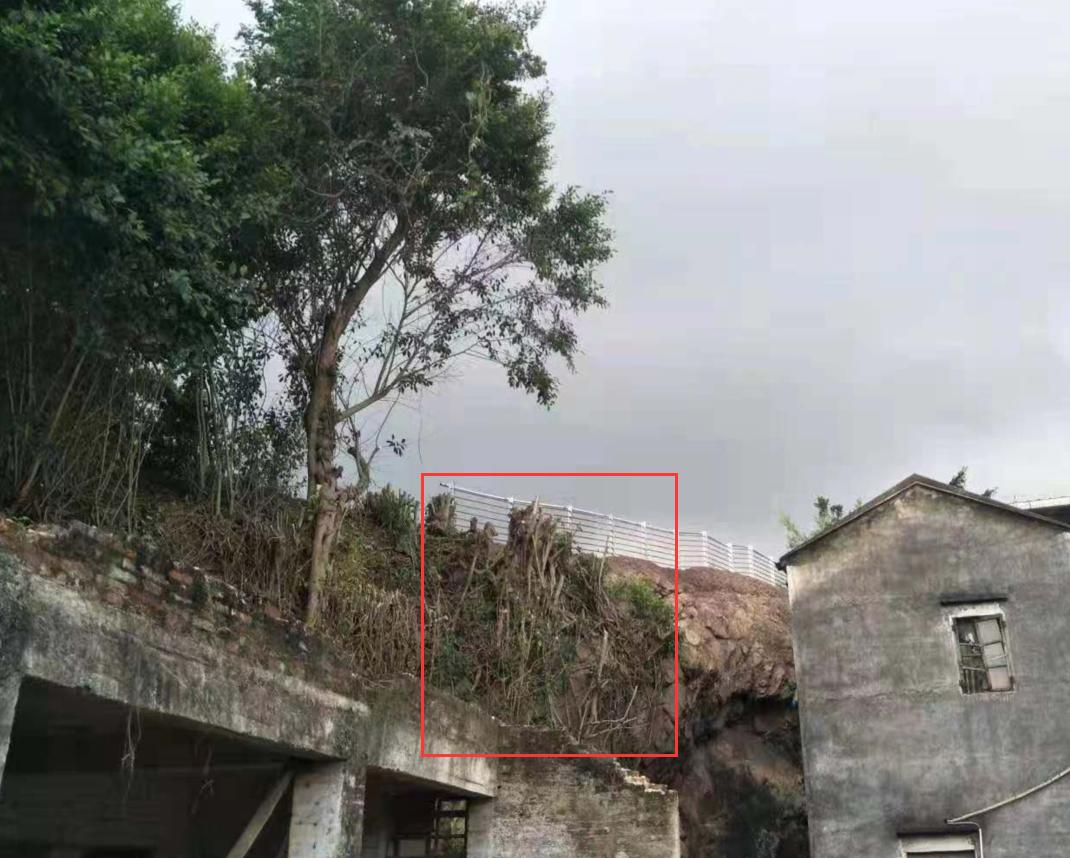 大树存在安全隐患的调查情况,屋后大树有安全隐患可以找119吗