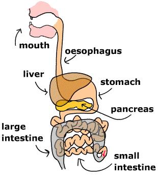 便秘之人,憋住的「翔」都去哪了?会浓缩成“精华”