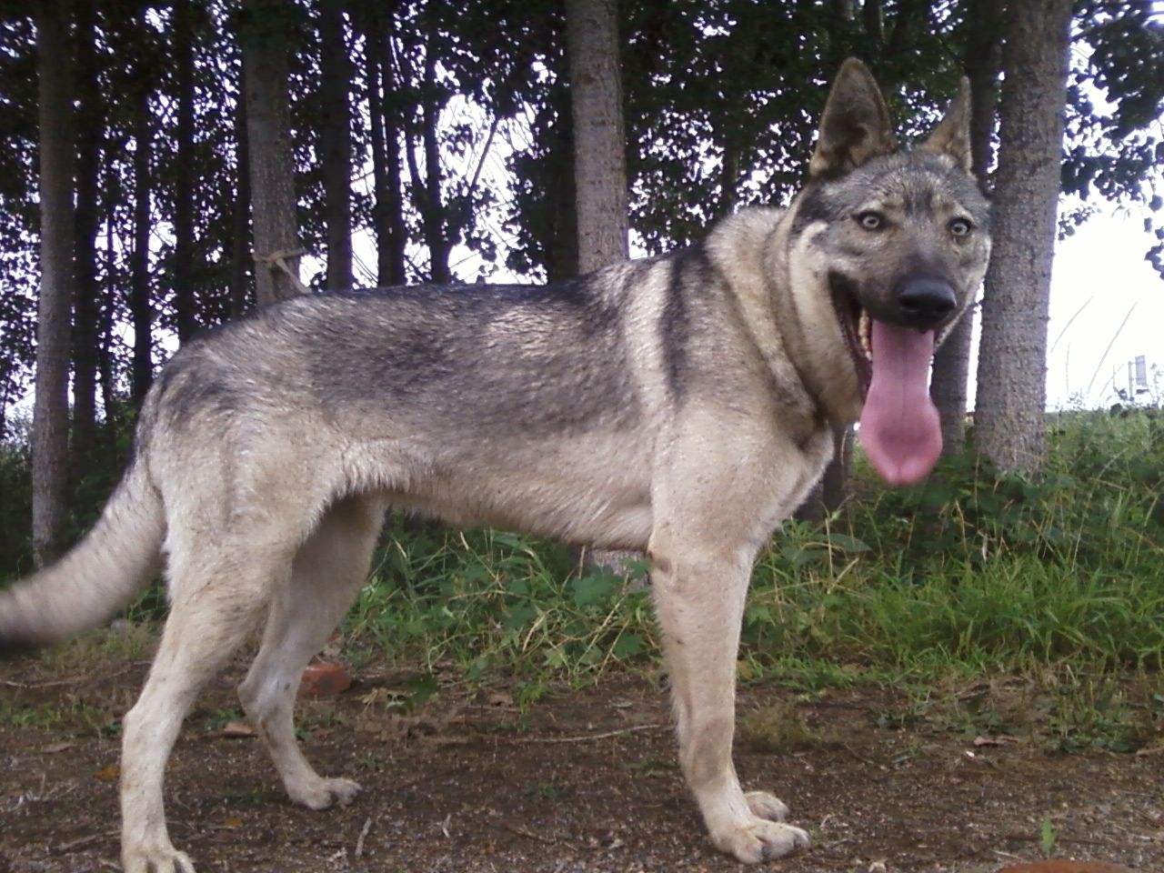 德牧和昆明犬狼青品系混血的后代,马犬德牧金毛拉布拉多狼青哪个好