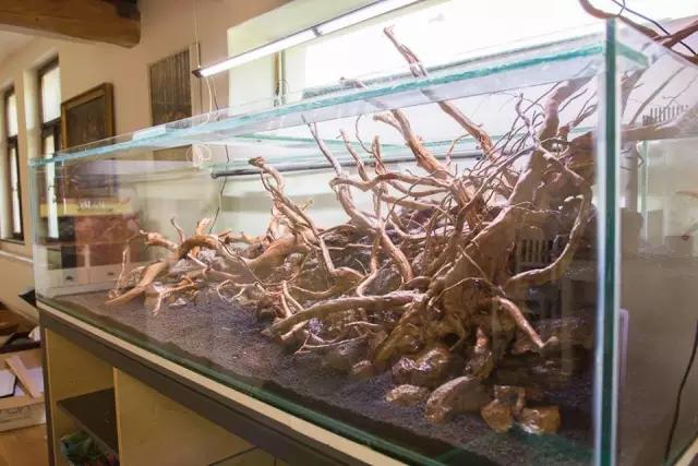 本色水景水草造景培训,本色水景水草培训