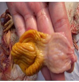 养鸡肠道消化系统图谱讲解,养鸡肠道的调理方法