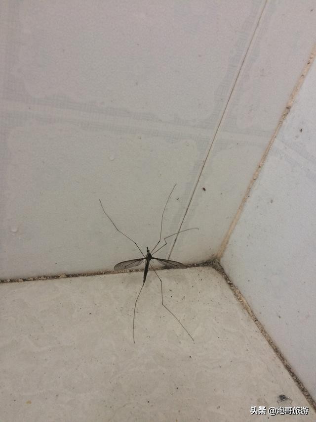 炮哥游山视频全集,炮哥游记