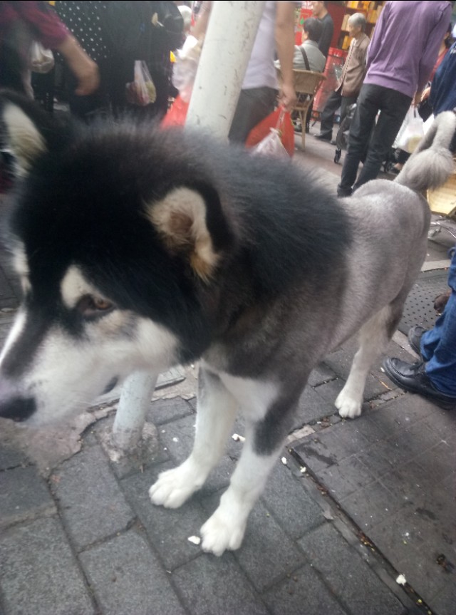 重庆渝北附近的猫狗市场,重庆九龙坡猫狗市场