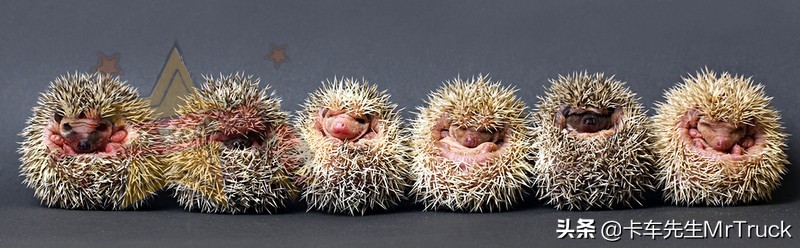 怎么养一只刺猬,新手养刺猬怎么跟它互动