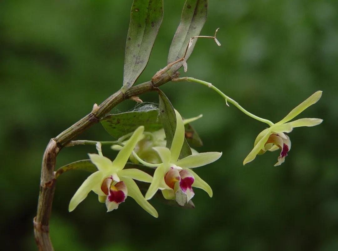 林草科普图片,林草科普