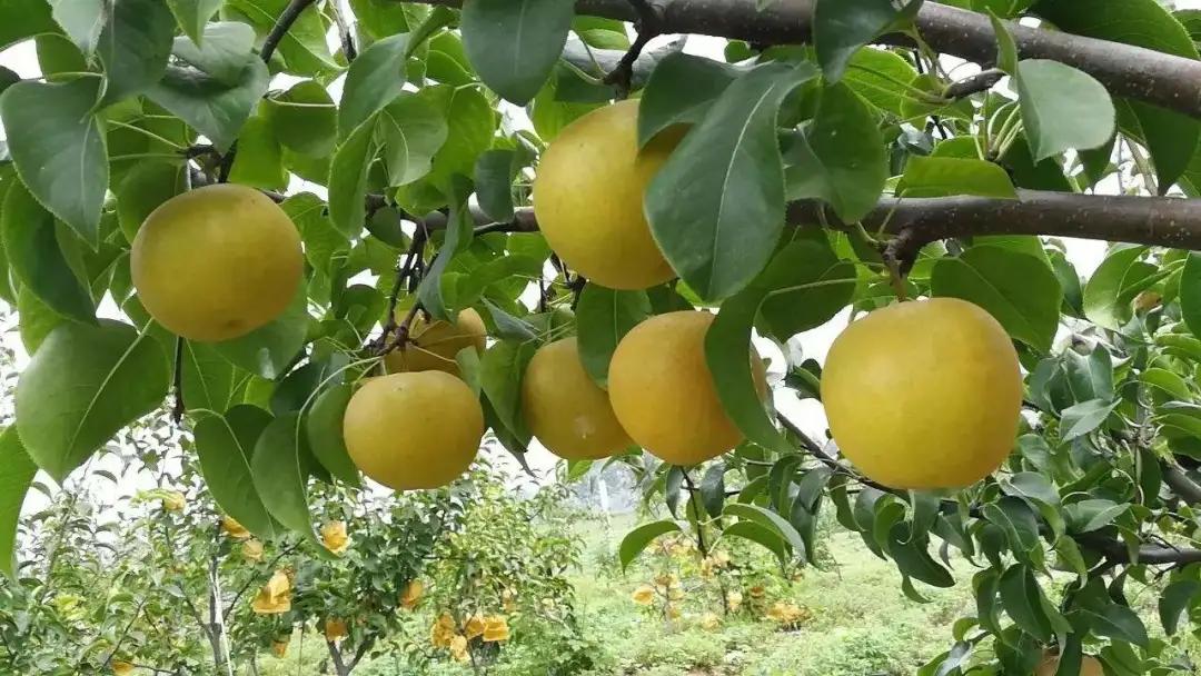 我见证了淅川移民安置封丘的过程