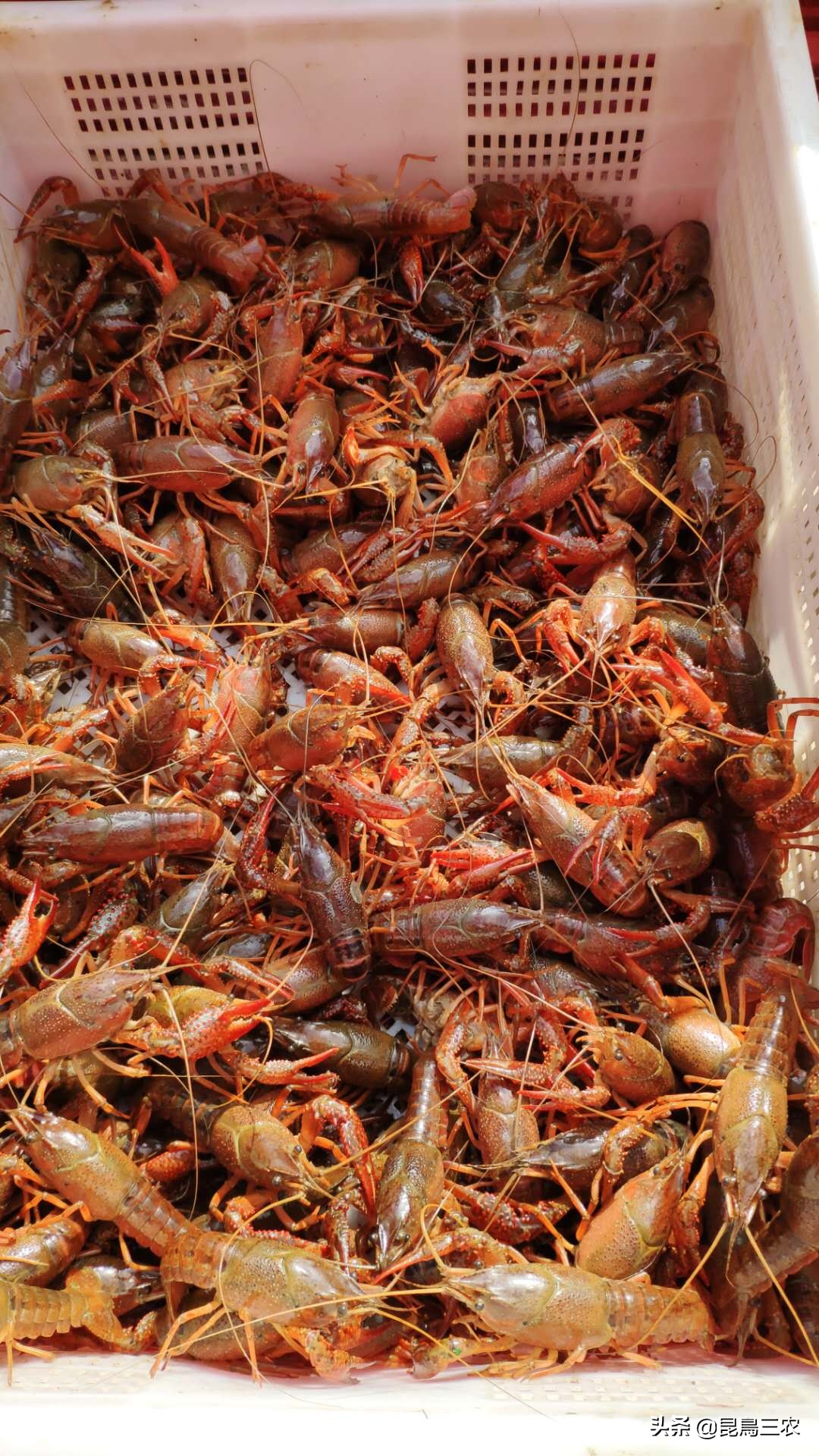 如何促进小龙虾快速蜕壳,怎么样才能让小龙虾顺利脱壳