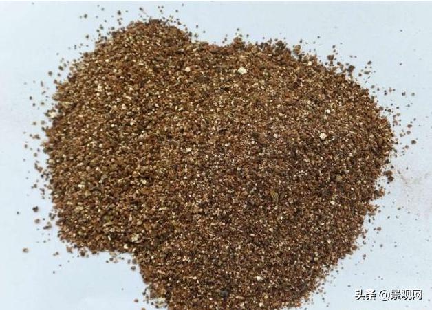 长大后的兔耳多肉,有一种长得像兔耳朵的多肉