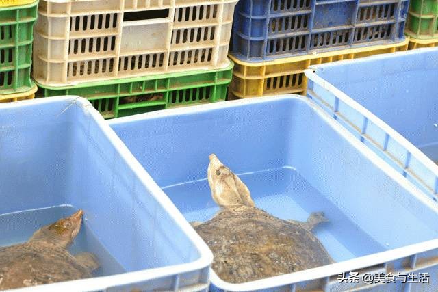 中国十大顶级大型海鲜市场在哪里,全国各大海鲜市场现状