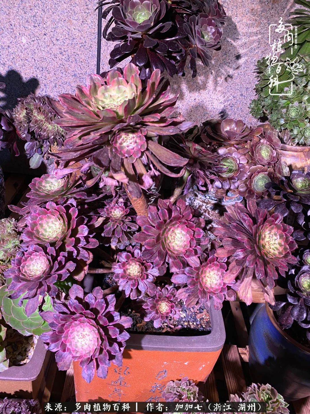 没根的法师夏天怎么养,五法师阵容