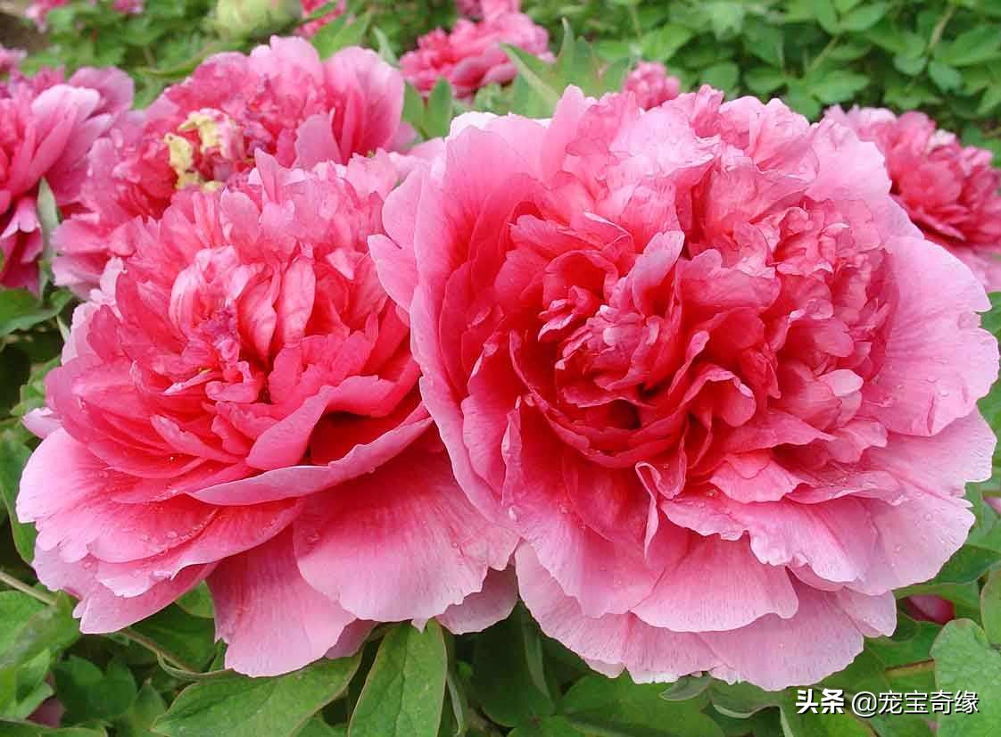 室内养的植物有毒品种大全,哪些室内植物对人体健康有影响