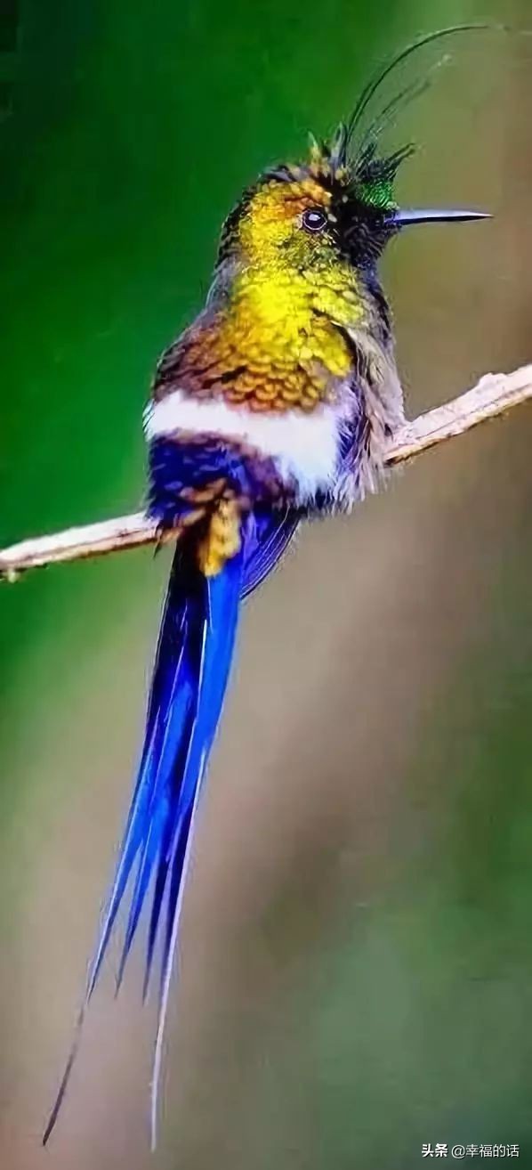 鸟类选美赛,最新鸟类选美大赛