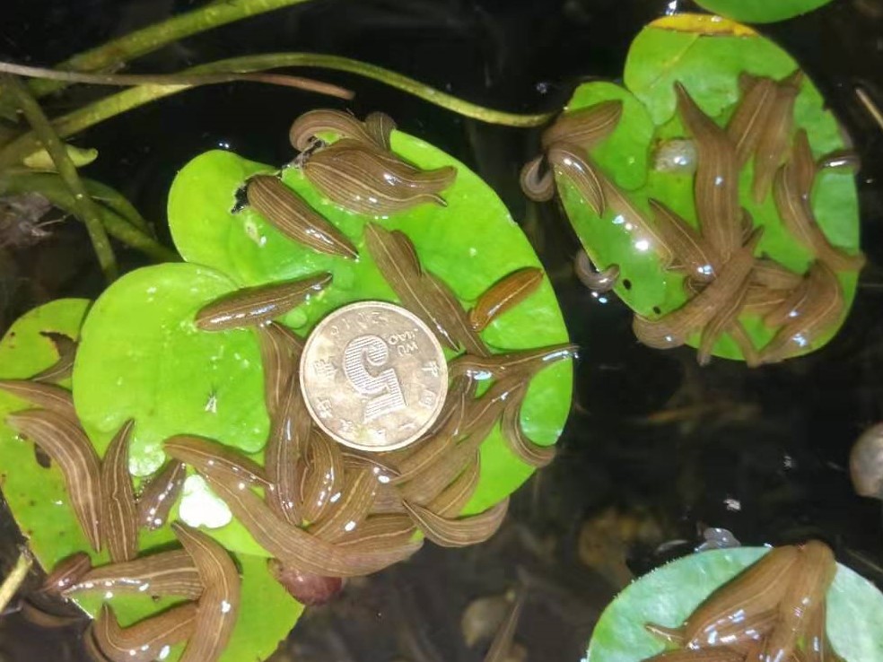 蚂蟥的养殖前景如何,蚂蟥养殖创业