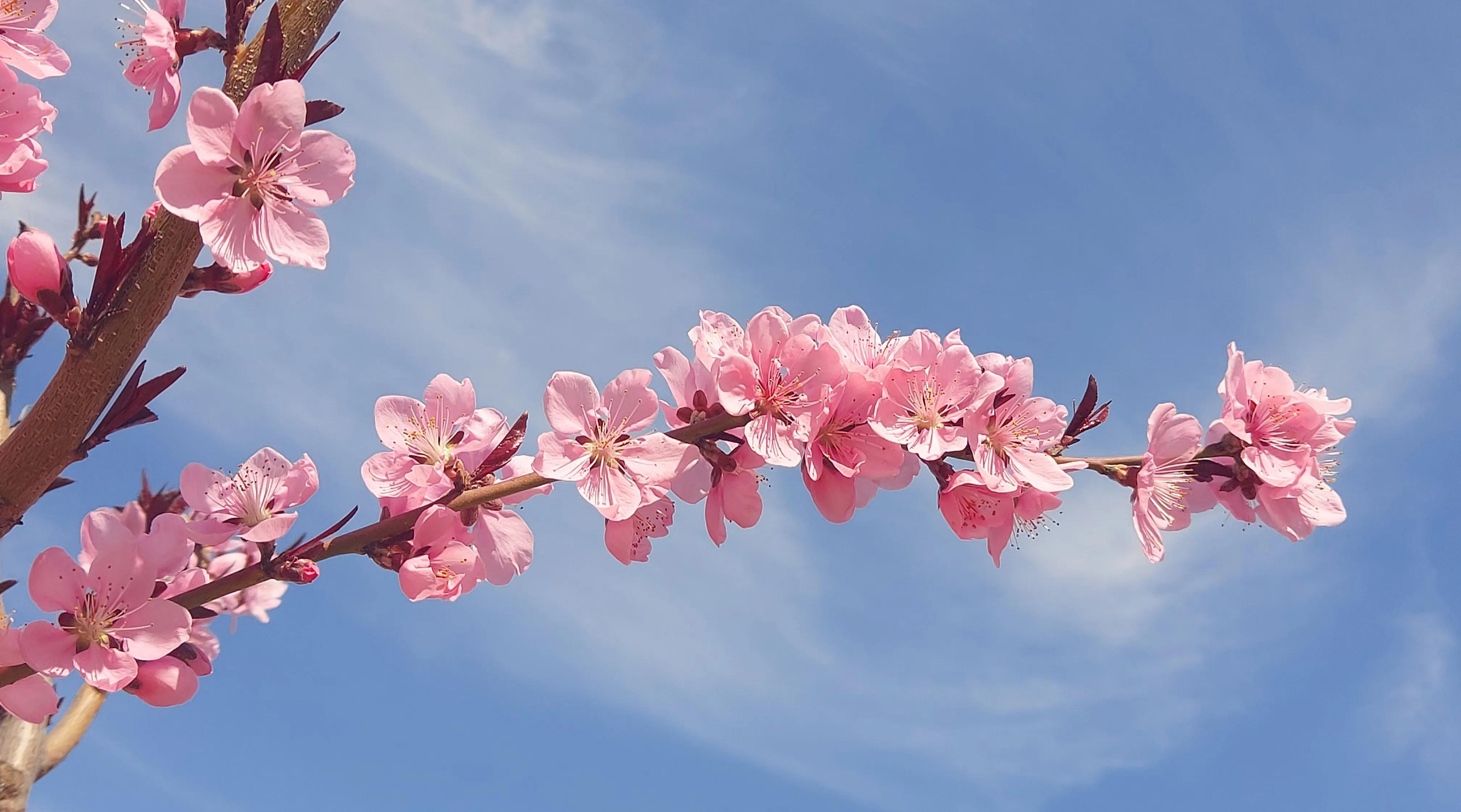 散文诗欣赏:碧砌红轩又清明，草长莺飞已春仲