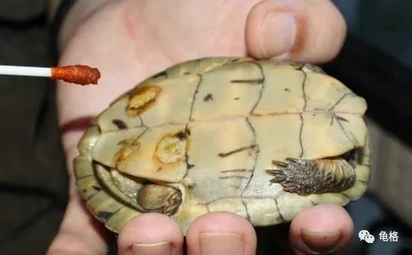 乌龟腐皮怎么用聚维酮碘药浴,聚维酮碘治疗乌龟腐皮需要泡多久