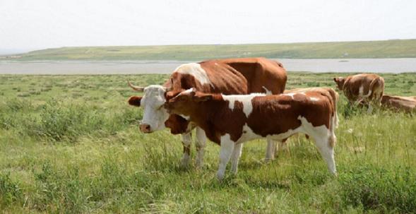 牛腐蹄病最快治疗方法,牛腐蹄病防治方法