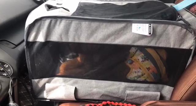 带着狗出去旅游需要注意什么,怎么带狗子出门旅行呢