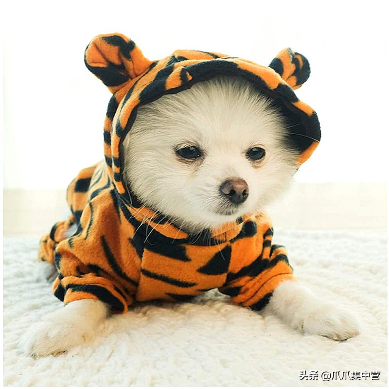 在马路上画只老虎把狗子吓坏了,狗画成老虎的模样吓跑了豹子