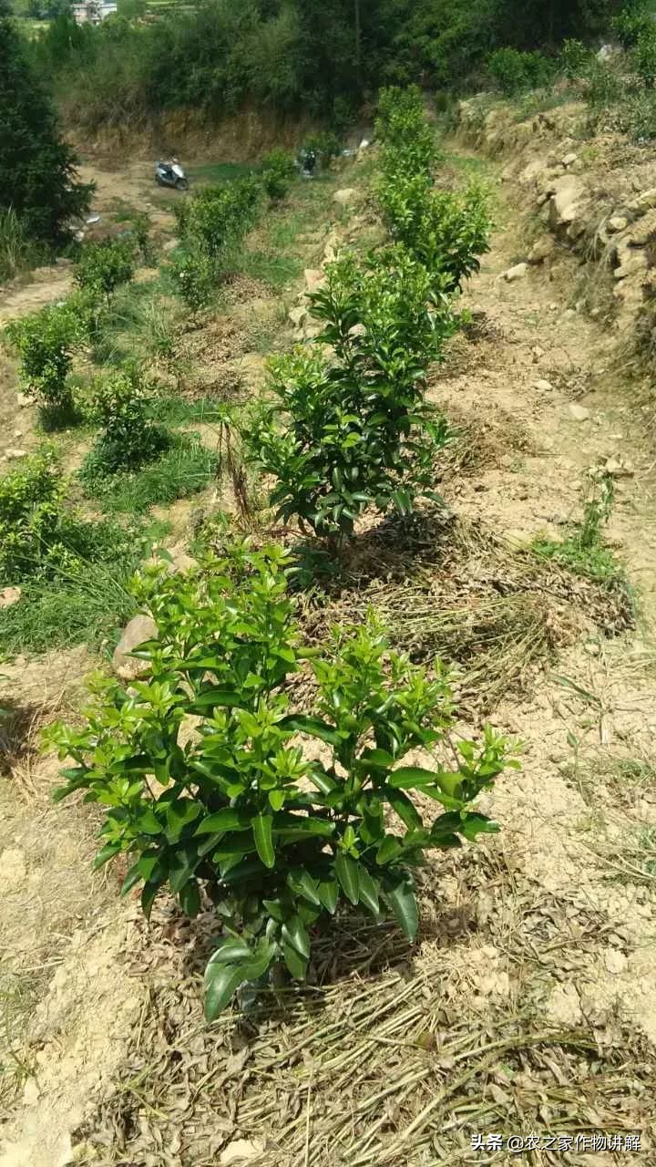 防治根腐病绝密配方,果树根腐