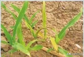 玉米常见问题及解决方法,玉米品种出问题了怎么解决