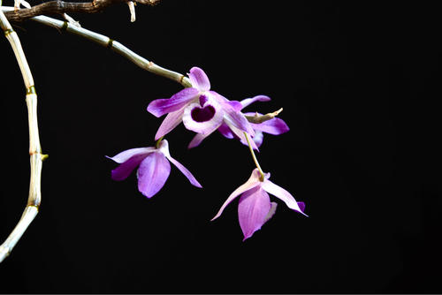 兜唇石斛开花,尖刀唇石斛的种植方法