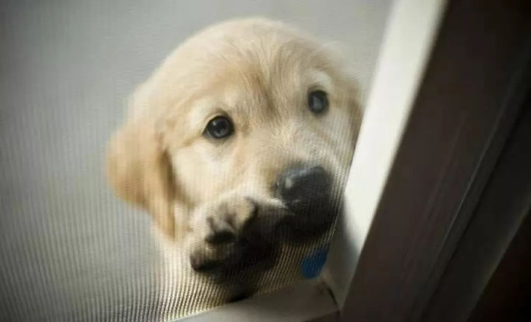 狗狗呕吐拉稀怎么解决,狗狗拉稀和呕吐吐的是狗粮怎么办