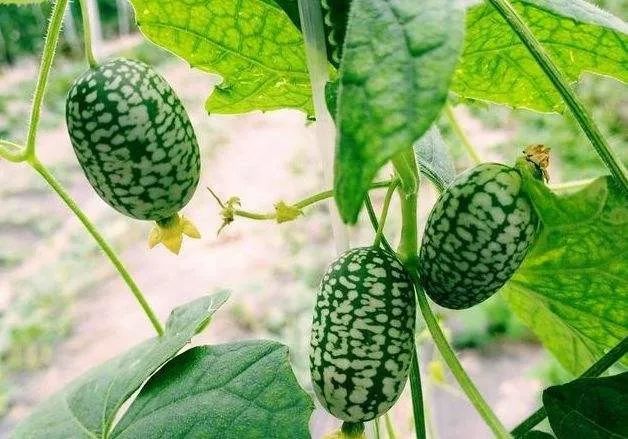 15元一斤种植什么最赚钱,年收入百万的种植品种