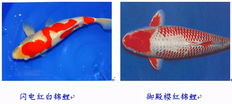 锦鲤鱼趴缸怎么解决,锦鲤鱼鳞溃烂最简单的解决办法