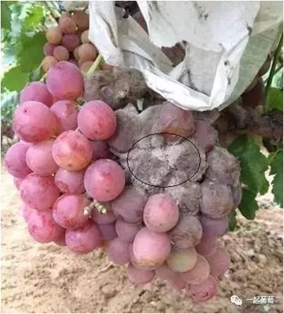 雨后的葡萄是什么样子,雨后的葡萄漂亮吗
