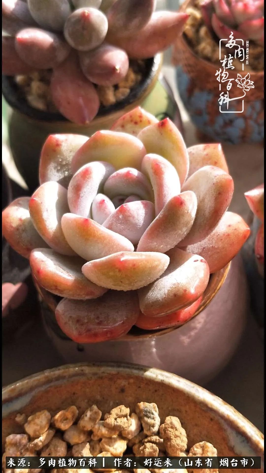 这世上怎么会有那么可爱的小可爱,这世上怎么有这么可爱的小生物