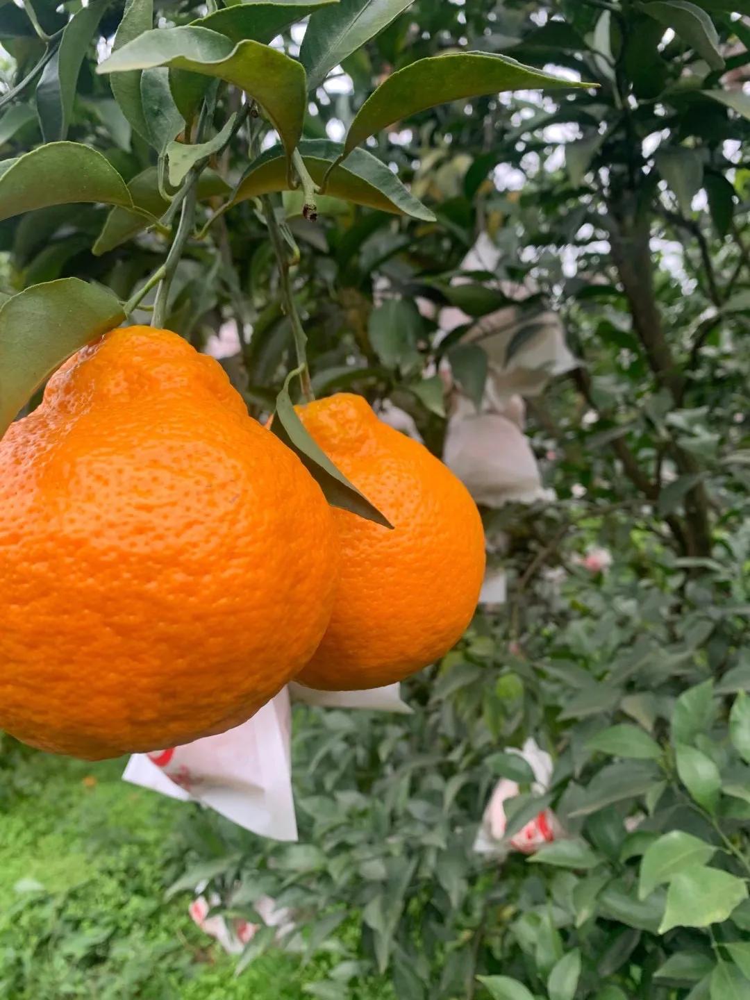 柑橘流胶病和树脂病的区别,柑橘溃疡病树脂病用什么杀菌剂