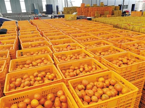 种植柑橘及销售需要哪些环节,如何把柑橘打开销路