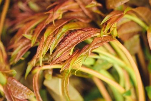 “树上蔬菜”可美容养颜，但不是人人都能吃