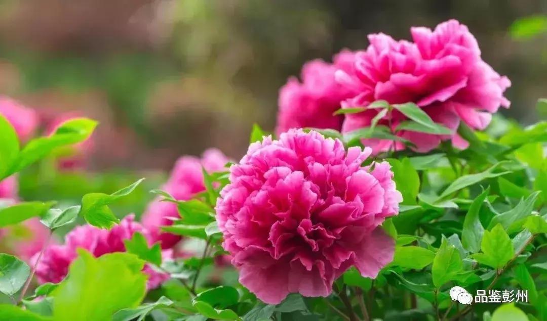 五朵金花抱团,彭州未来的发展