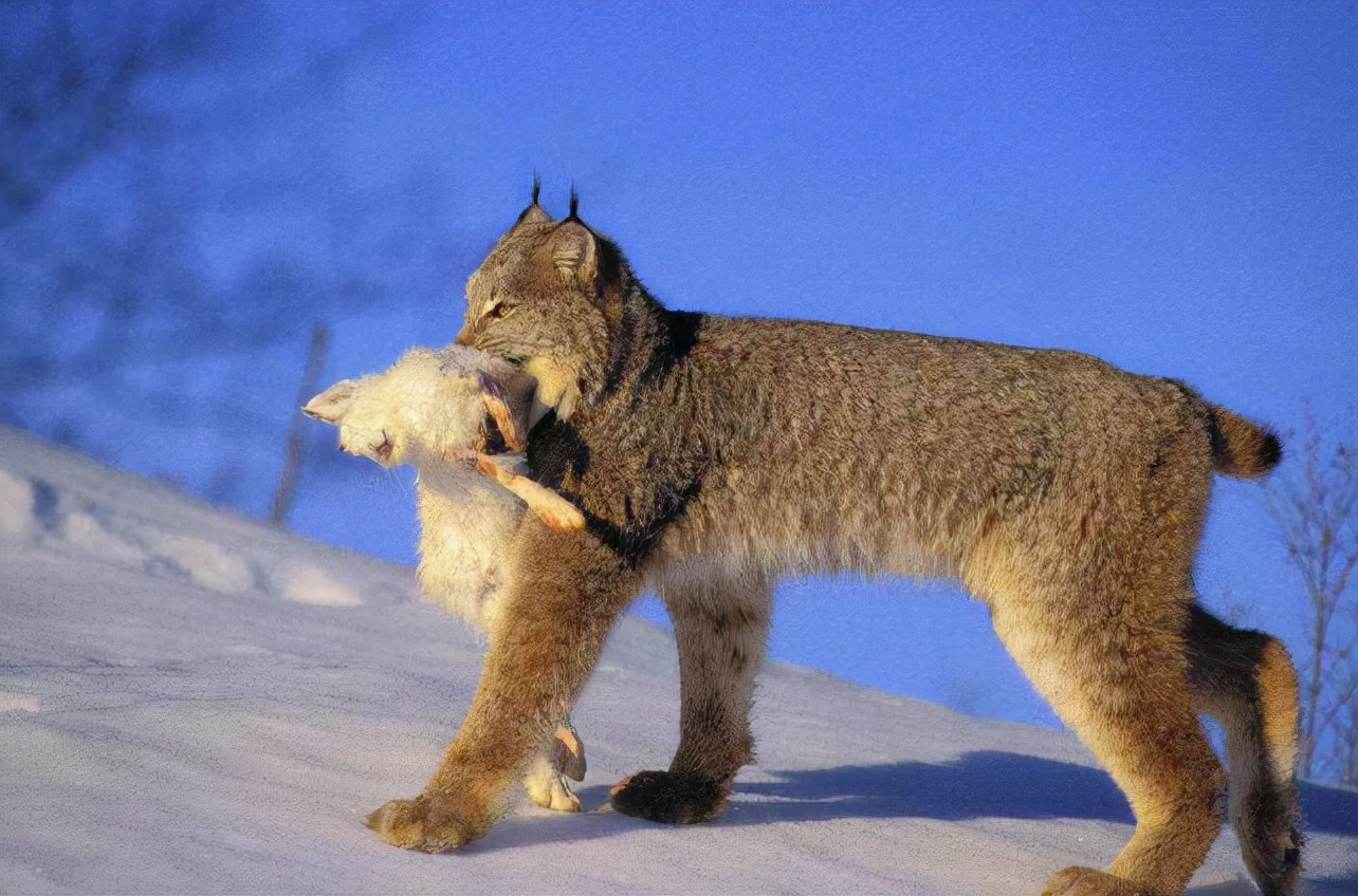 澳大利亚的野兔为什么会泛滥成灾,澳洲人怎么吃野兔的