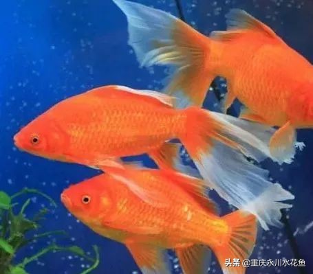 十大最好看的观赏鱼,观赏鱼100种形态
