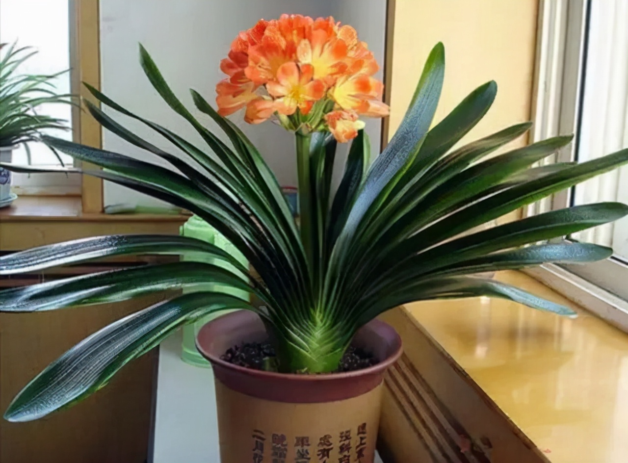 富贵花十大不吉利花,十二种寓意幸福美满富贵吉祥的花