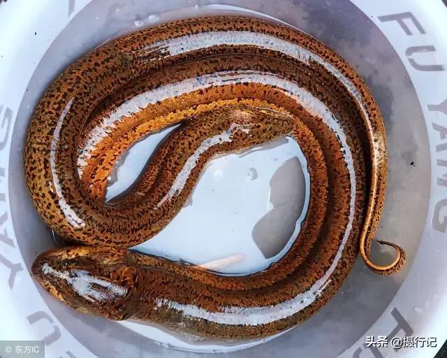 为啥田里的泥鳅黄鳝越来越少了,为什么农村水田里的黄鳝越来越少